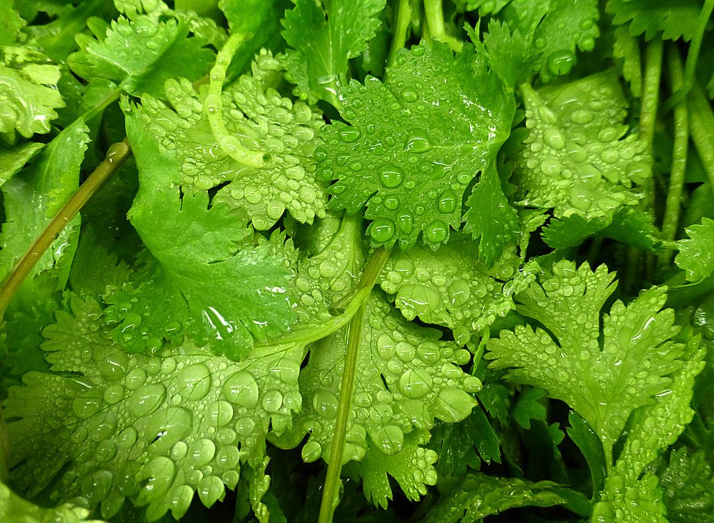 Fresh Cilantro