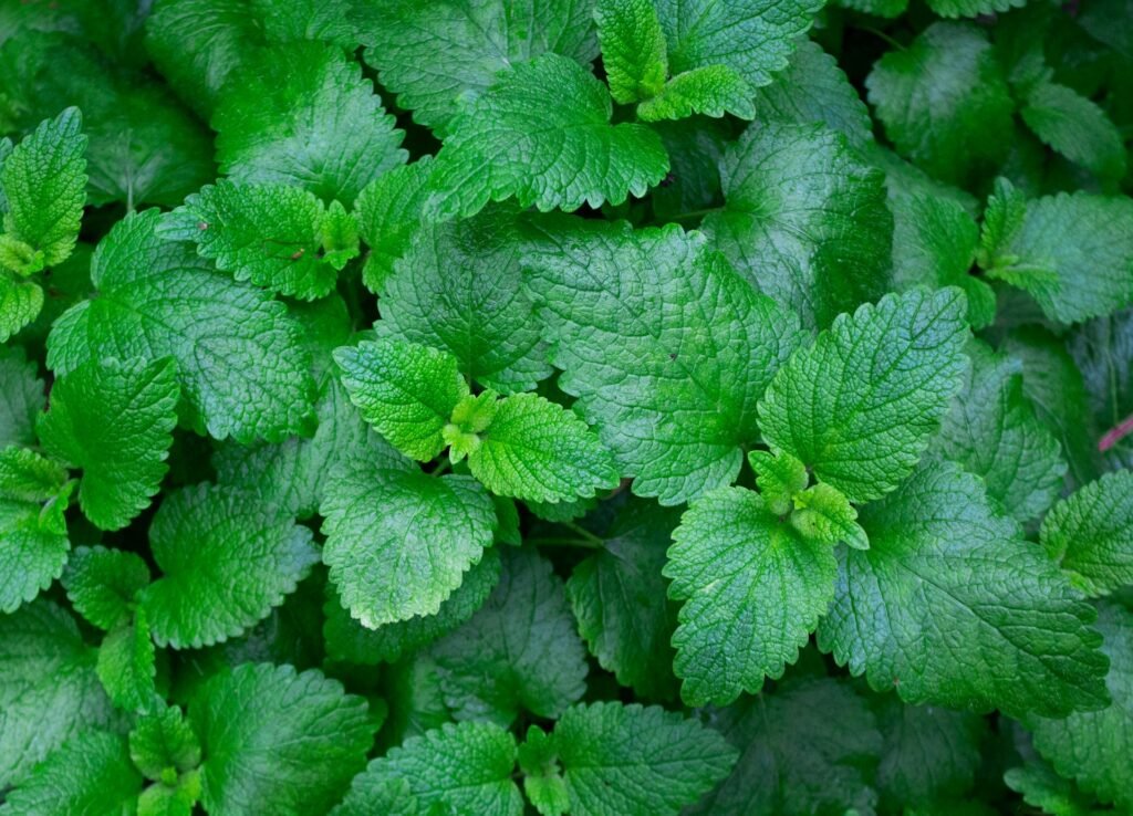 Fresh Mint