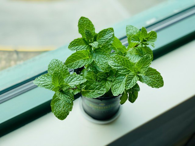 Mint on Windowsill