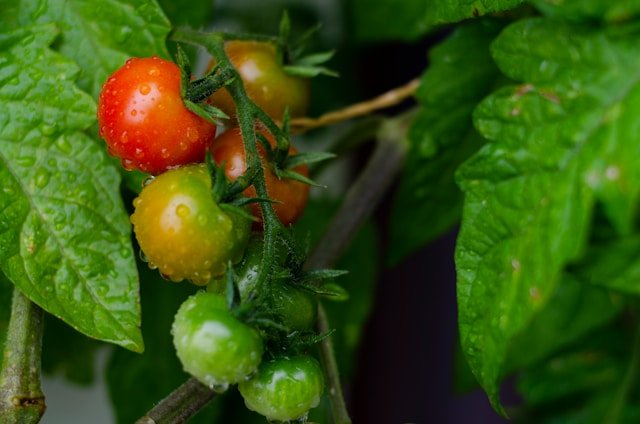 Cherry Tomatoes Growing