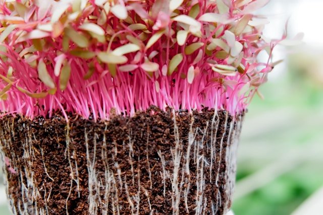 Bunch of Amaranth Microgreens