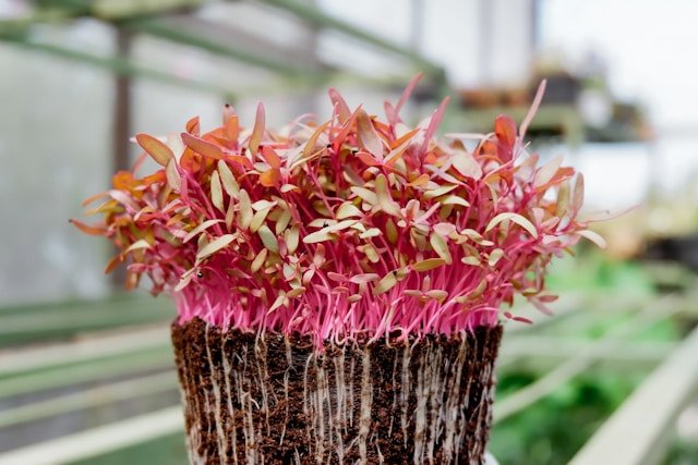 Amaranth Microgreens