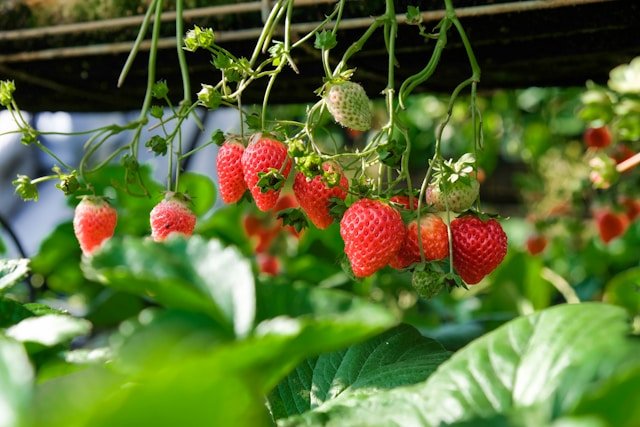 Strawberries Growing