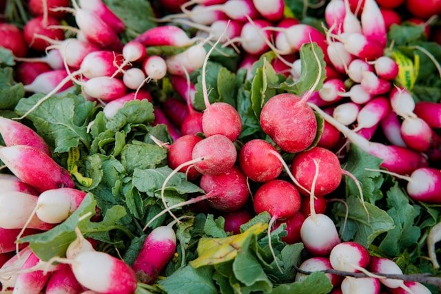 Fresh Radishes