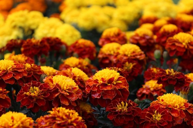 Red and Yellow Marigold Flowers