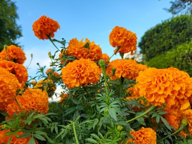 Marigolds in front of Sky