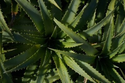 Hydroponic Aloe Vera Beginner Guide: Grow Tent Kit Tips, Assembly, Problems & Solutions