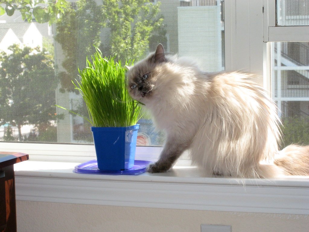 Cat Sitting Next To Cat Grass