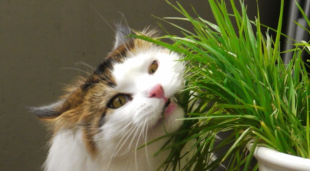 Cat Eating Catgrass