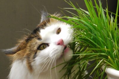 Cat Grass Hydroponic Step-by-Step Guide: LED Tips, Grow Tent Kit Assembly & Problems