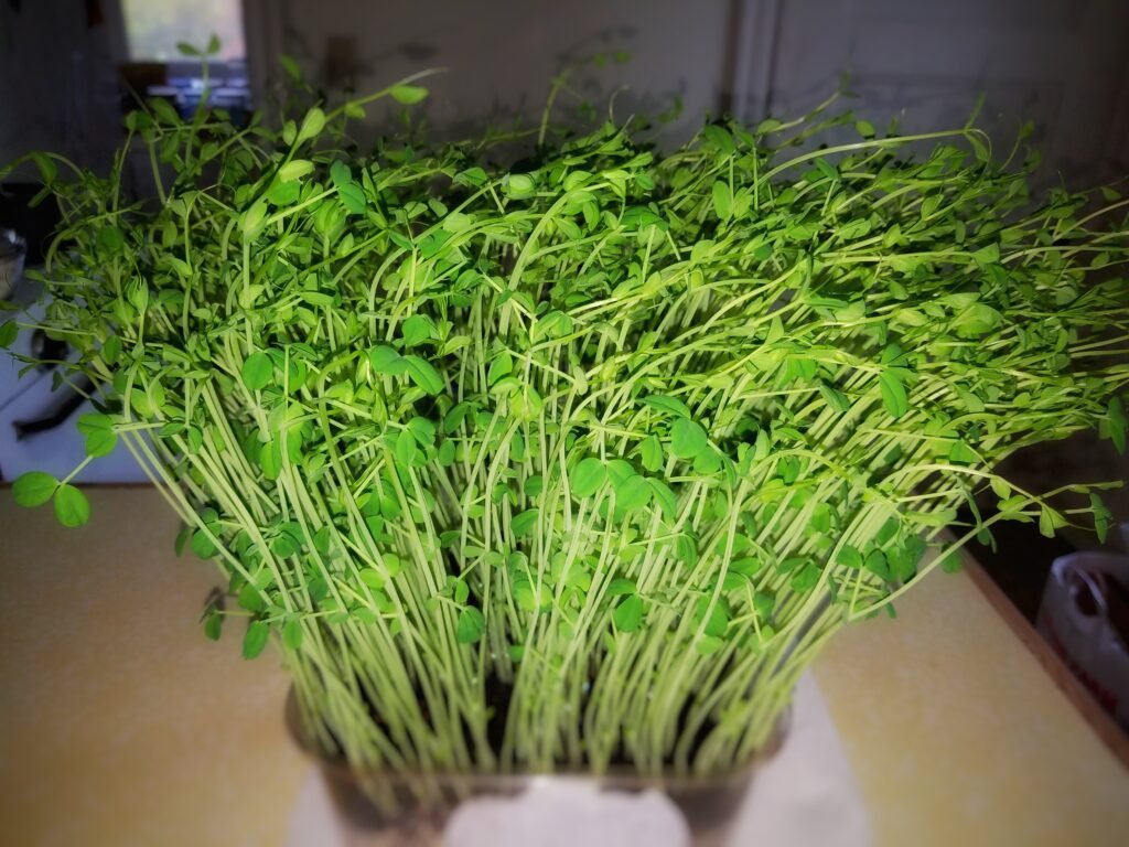 Green Pea Shoots