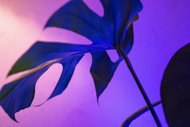 Monstera Plant Leaf Under LED Light