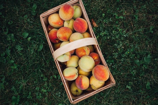 Basket of Harvested Peaches