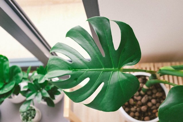 Monstera Pot Plant