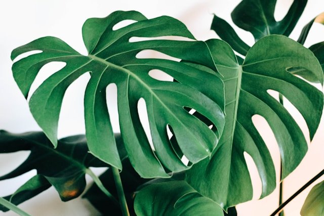 Monstera Plant Leaves