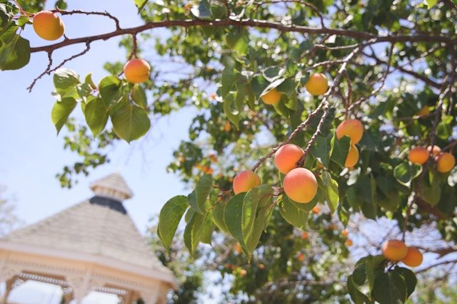 Peaches on a Peach Tree