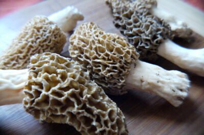 Hydroponic Morels Guide: Starter Grow Tent Kit Assembly, Indoor Problems & Solutions