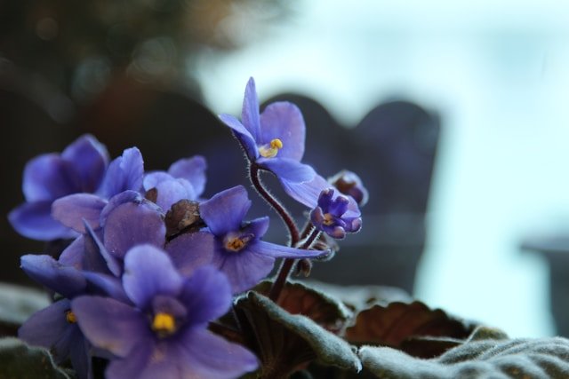 African Violet Flower