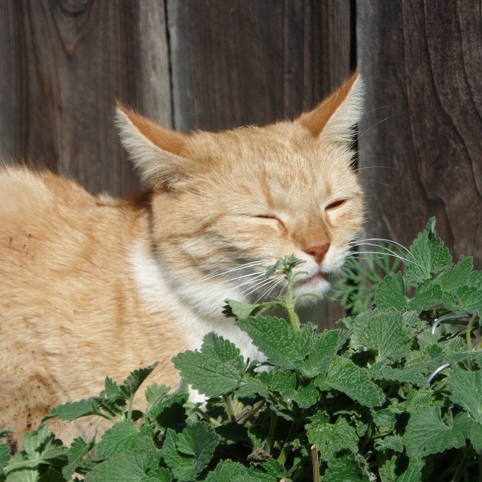 Cat Enjoying Catnip