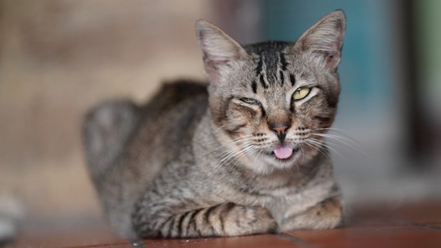 Cat High on Catnip