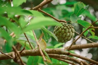 Hydroponic Cherimoya Step-by-Step Guide: Indoor Grow Tent Kit Assembly