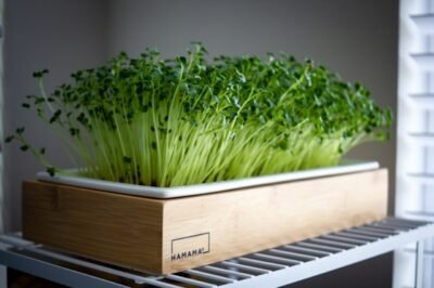 Chia Microgreens Hydroponic Starter Guide: Indoor Grow Tent Kit Assembly & LED Tips