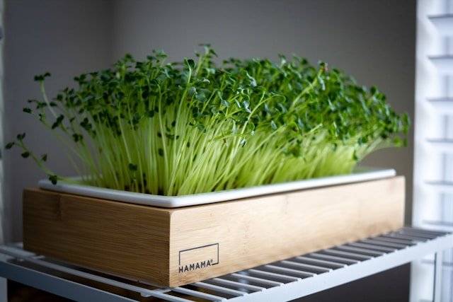 Chia Microgreens