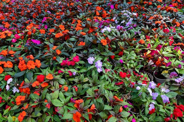 Colorful Impatiens Flowers