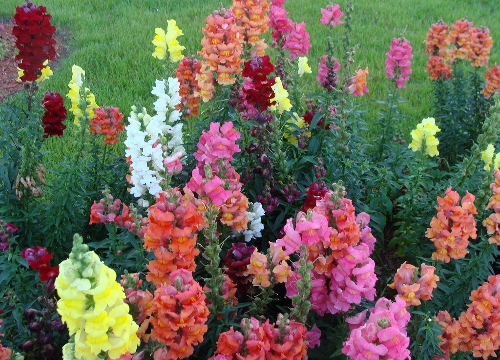 Colorful Snapdragon Flowers