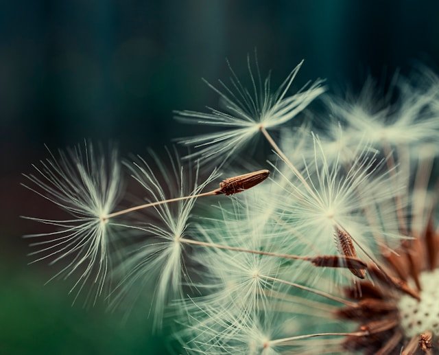 Dandelion Close Up