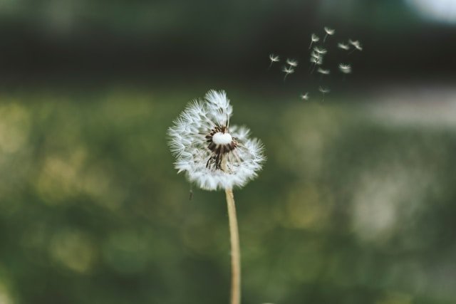 Dandelion Outdoors