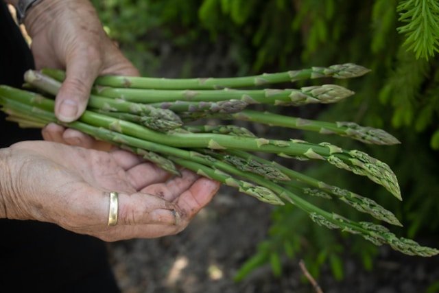 Hands Harvesting Asparagus