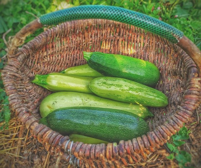 Zucchinis in a Basket