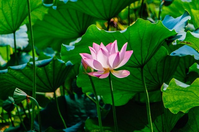 Pink Lotus Flower