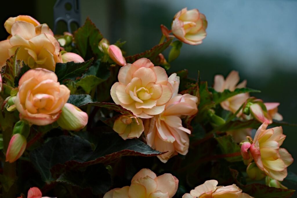 Light Begonia Flowers