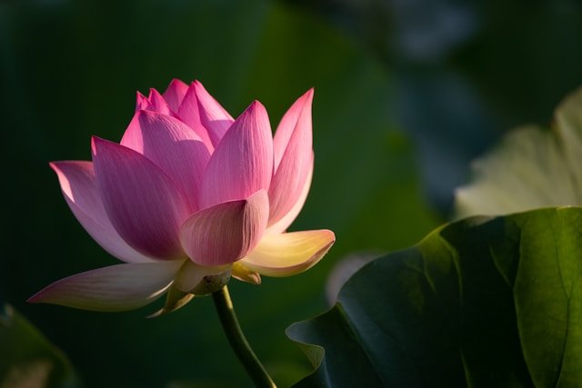 Lotus Flower in the Sun