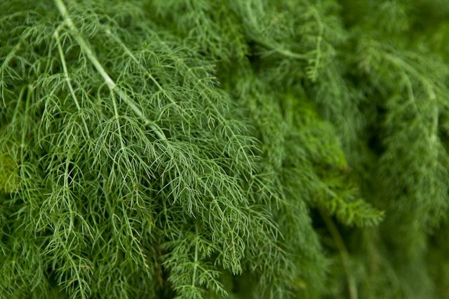 Dill Herb