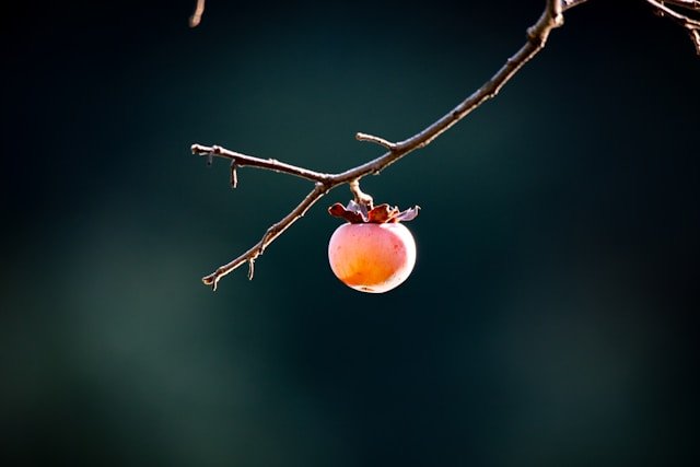 Persimmon Hanging From Tree