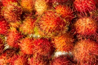 Beginner Hydroponic Rambutan Guide: LED Grow Tent Kit Assembly, Problems & Solutions