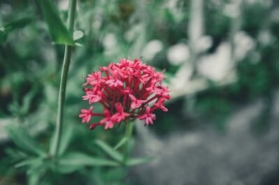 Indoor Hydroponic Valerian: Beginner Tips, LED Grow Tent Kit Assembly & Problems Guide