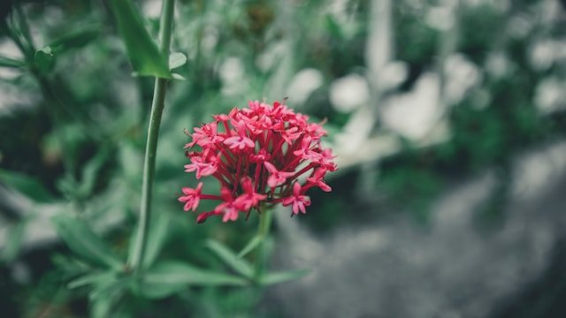 Red Valerian