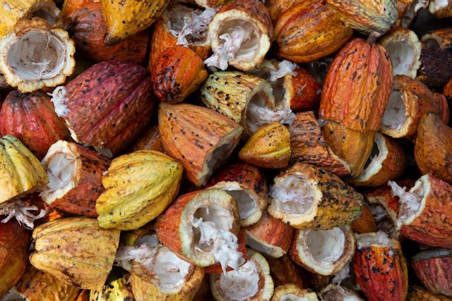 Cut Cacao Pods