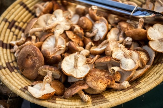 Shiitake Mushrooms in a Basket