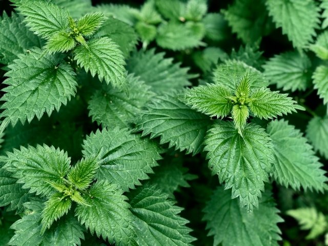 Stinging Nettle Plant