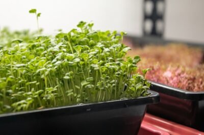 Sunflower Microgreens Hydroponic Beginner Guide: Grow Tent Kit Tips, Problems & Solutions