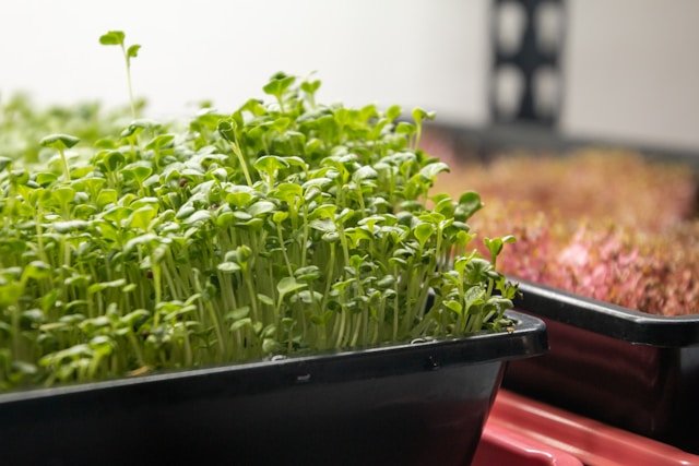 Sunflower Microgreens