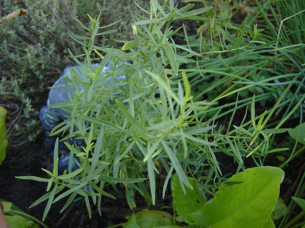 Tarragon Herb