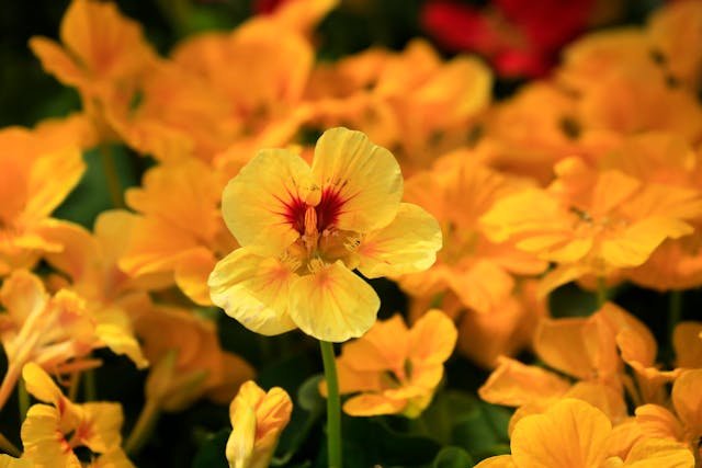 Yellow Nasturtium Flowers