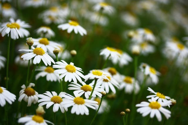 Chamomile Flower