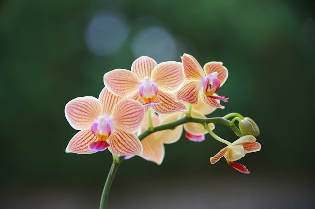 Orchid in Bloom